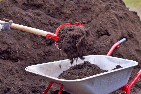 shovelling soil into wheelbarrow