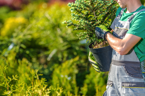 central groundskeeping commercial landscaping gardener planting trees